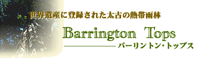 世界遺産に登録された太古の熱帯雨林『バーリントン・トップス』