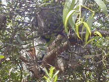 コアラはいずこ・・・