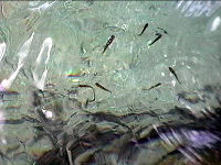 温泉プールで泳ぐ小魚