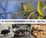 �I�[�X�g�����A�̃z�b�g�X�|�b�g�@�`�Ō�̊y��